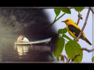 Иволга (2) разбор на гармони №-378 с цифрами