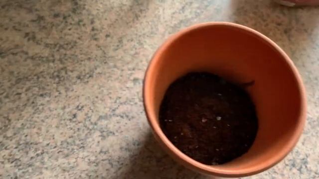 ПЕЛАРГОНИЮ Я САЖАЮ ТАК! Без лишних трудностей! Уверена, вам понравится сажать КОМНАТНЫЕ РАСТЕНИЯ ☝️ смотреть онлайн