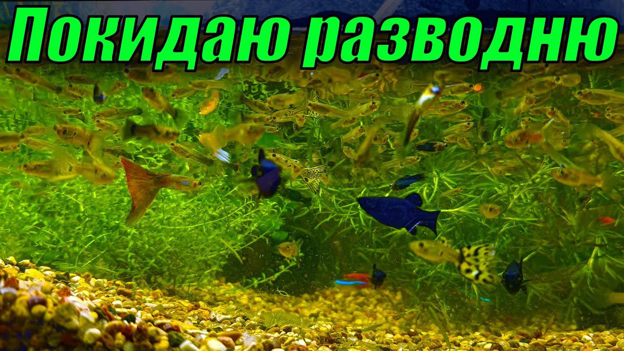 Покидаю разводню! Рыбок оказалось БОЛЬШЕ, ЧЕМ ОЖИДАЛ! смотреть онлайн