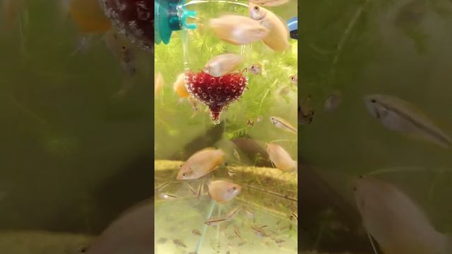 Мотыльница своими руками быстро и просто! смотреть онлайн