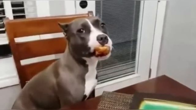 Funny Animals - Funny Cats / Dogs - Funny Animal Videos 1