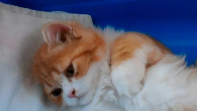Котик Хайленд страйт.Сладенький мальчик.Продажа. смотреть онлайн