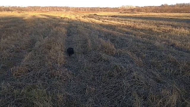 В поисках вчерашней куропатки ( охота на куропатку) смотреть онлайн