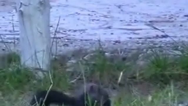 Белочки Грибы Чегемское ущелье смотреть онлайн