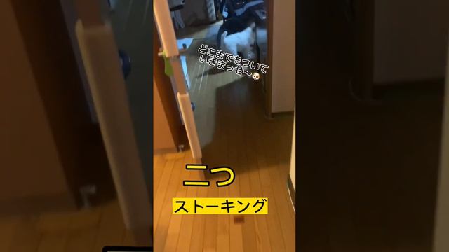 ご飯もらえる可能性があるなら準備しとかないとね🐶#ジャックラッセルテリア #犬好き #犬 #jrt #犬のいる生活 #犬のいる暮らし #いぬのいる暮らし смотреть онлайн