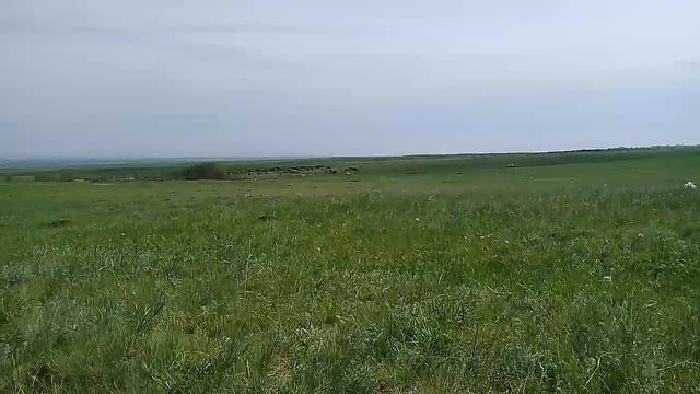 Сваливаем от диких коров. Еле ноги унесли. смотреть онлайн