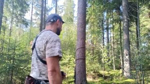 Способ подъема на дерево для охоты с «Седла». Часть 2.