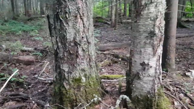 Озеро Спасское Воды нет Черники нет Грибов нет Населено роботами смотреть онлайн