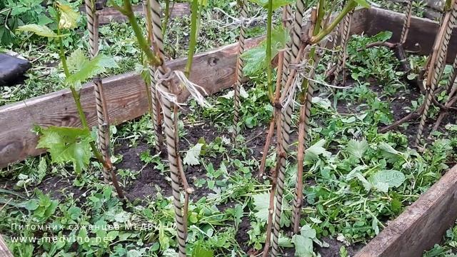 Делаем отводки винограда смотреть онлайн