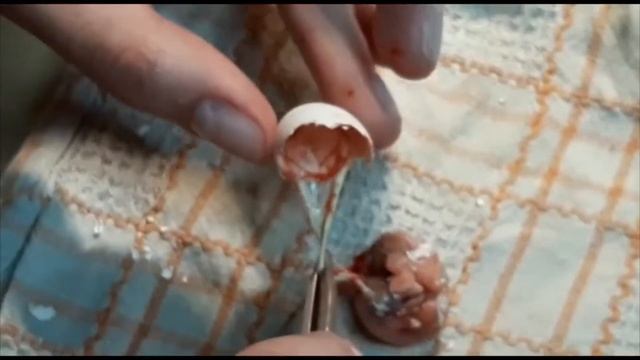 Птенец не может вылупиться из яйца смотреть онлайн