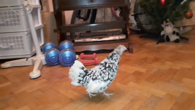 Курица живет в квартире смотреть онлайн