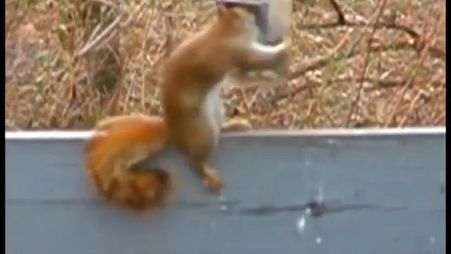 Mission Impossible Squirrel 2 смотреть онлайн