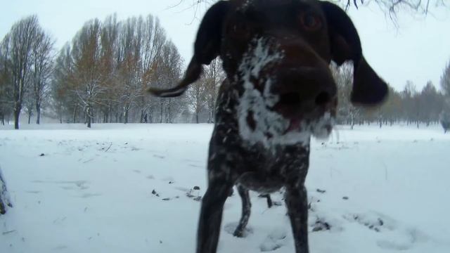 Курцхаар на прогулке. Gitup Git2 смотреть онлайн