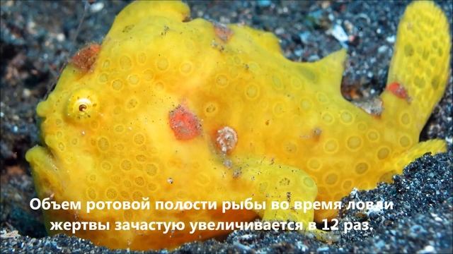10 Необычных морских обитателей.Морские животные/10 Unusual marine life.Sea animals смотреть онлайн