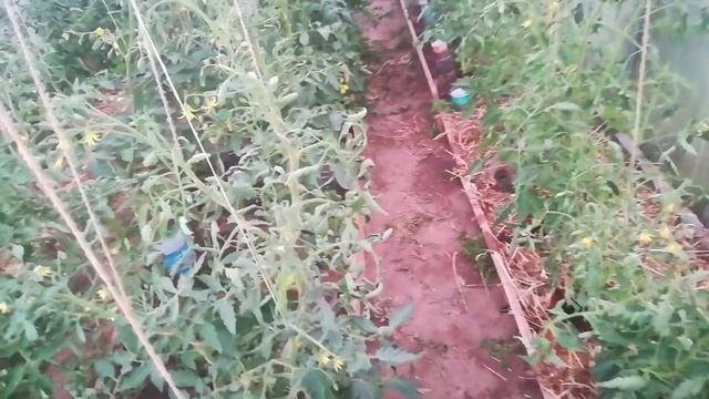 Еще одна отличная подкормка для томатов смотреть онлайн