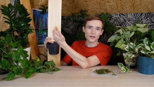 Monstera Dubia I Rhaphidophora Hayi - Przesadzanie