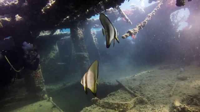 The second life of the ship. Balena Wreck/Вторая жизнь корабля. смотреть онлайн