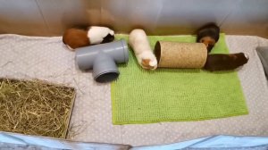 РАЦИОН ПИТАНИЯ МОРСКИХ СВИНОК. КАК ПРАВИЛЬНО КОРМИТЬ МОРСКУЮ СВИНКУ. ПОЧЕМУ НЕЛЬЗЯ МНОГО СОЧНОЙ ПИЩ