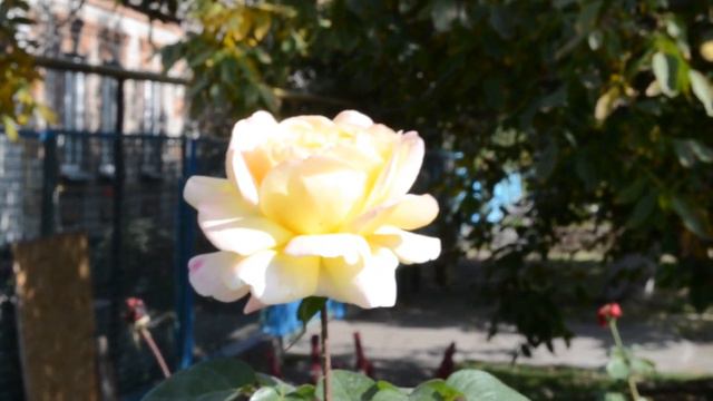 ФУТАЖ Очень красивая кремовая роза Осень