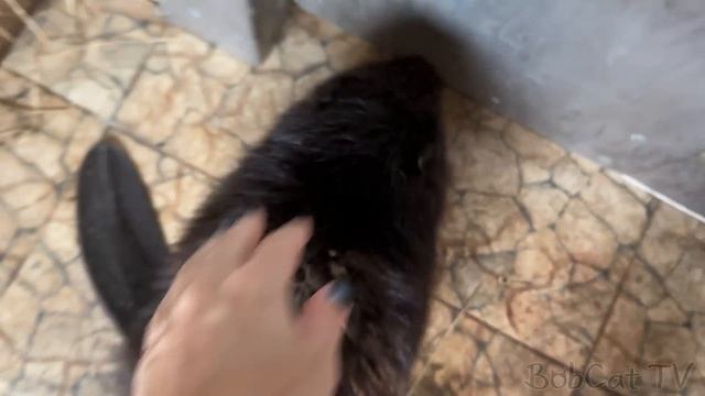 БАРХАННАЯ КОШКА ПРИНЯЛА МЕЙН-КУНА ЗА МАМУ / Рысенок бодает собаку / Песни бобкэта Руфуса