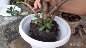 Денежное дерево. Пересадка в другой горшок