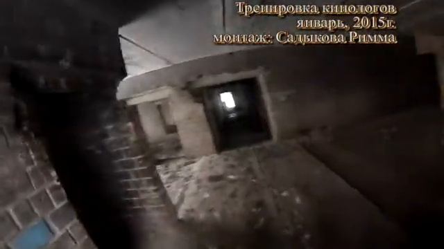 Тренировка кинологов январь 2015г смотреть онлайн