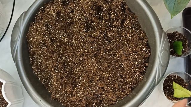 Замиокулькас - размножение листом смотреть онлайн