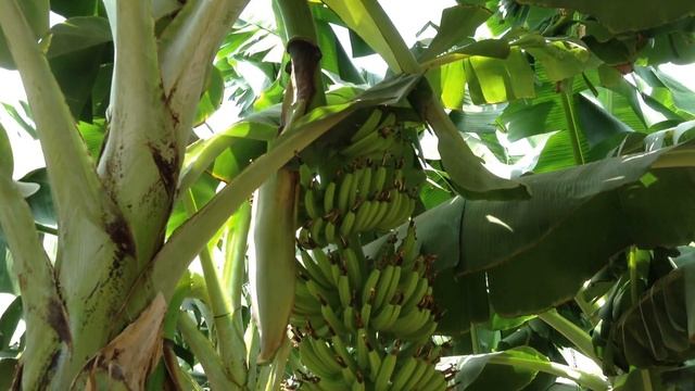 Что посмотреть в Израиле? Как растут бананы в Израиле? Банановый рай :) смотреть онлайн