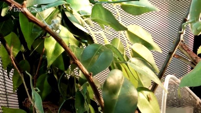 Малыши йеменских хамелеонов смотреть онлайн