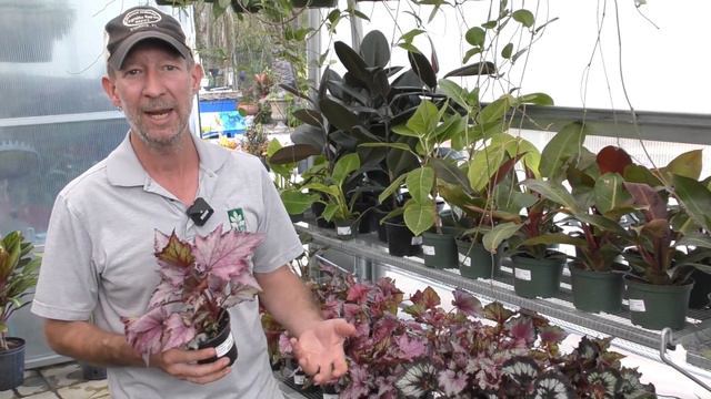 Begonia Rex смотреть онлайн