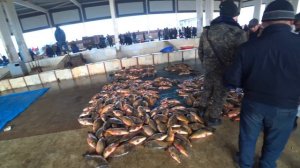 Самый большой Рыбный рынок Узбекистана!!!Чиназ!!!