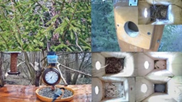 Онлайн-трансляция с кормушек для птиц и белок 04.04.2023 года. город Калуга. смотреть онлайн