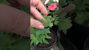 Формировка петунии. Как прищипнуть петунию для пышного цветения.