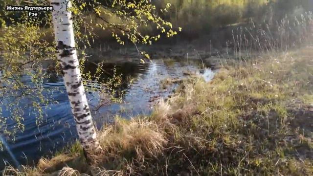 Ягдтерьер плавает | Прогулка с Ягдтерьером в лес