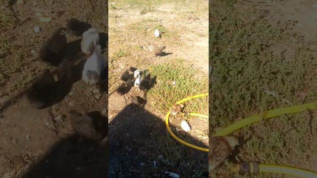 Курочка-мамка. Порода Шабо смотреть онлайн