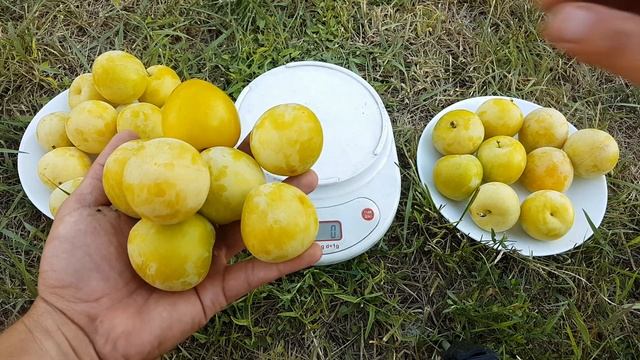 Слива диплоидная Широ SHIRO*