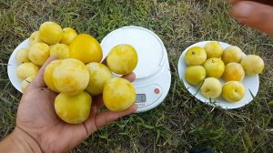 Слива диплоидная Широ SHIRO*