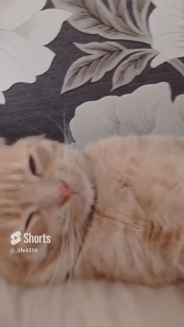 Звезда??? Архив от 29.01.2023г. смотреть онлайн