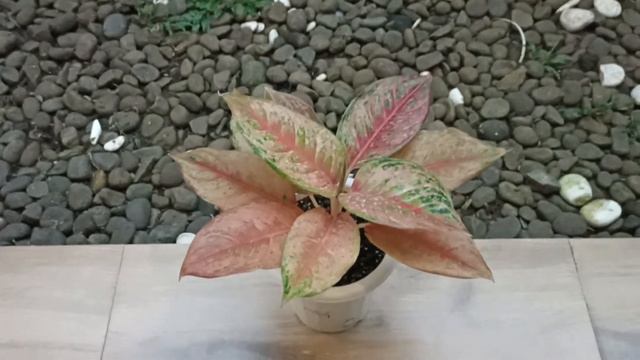 AGLAONEMA LIGHT OF DIAMOND смотреть онлайн