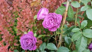 Роза Мистерьез в Подмосковье