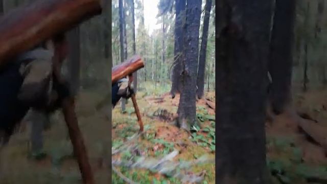 знакомство с колотом или как добывается орех в Чикое смотреть онлайн