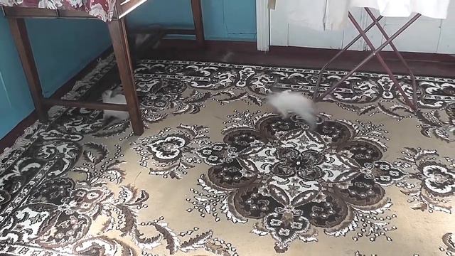 Кролики нанюхались травы и резвятся. смотреть онлайн