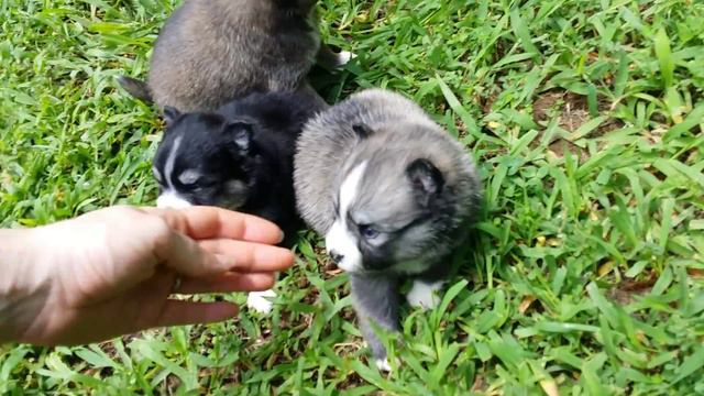 Mini Pomskies смотреть онлайн