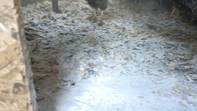 ЗИМНИЙ ОГОРОД ПОД ФИТОСВЕТОМ/Пересадка томатов, баклажан и перцев. смотреть онлайн