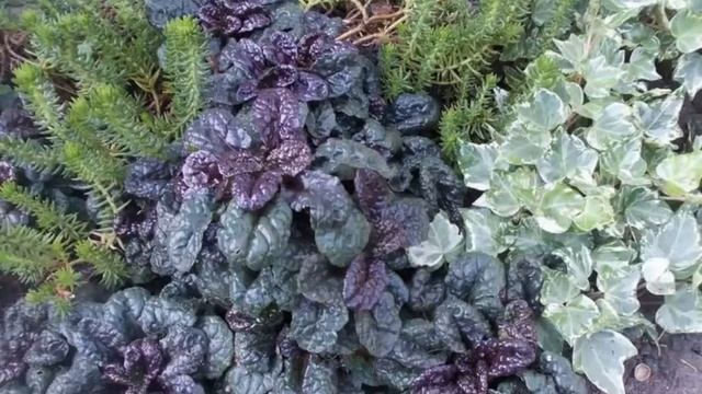 Живучка пирамидальная (Ajuga pyramidalis) смотреть онлайн