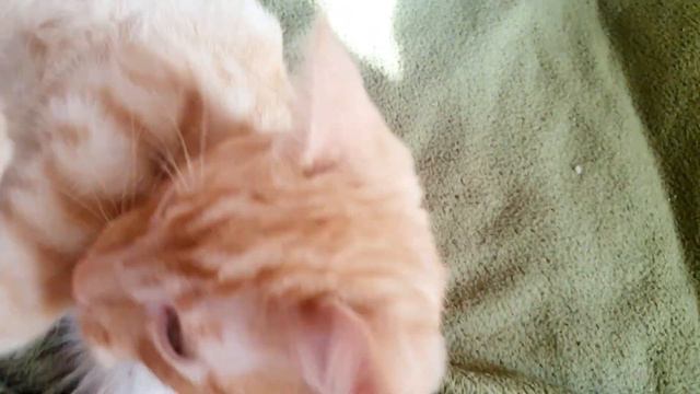 как правильно давать имя своему котику😽 смотреть онлайн