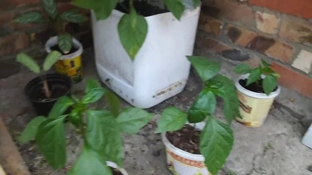 как сажать острый перец колокольчик смотреть онлайн