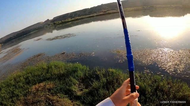 РЫБАЛКА В УЗБЕКИСТАНЕ  РЕКА СЫРДАРЬЯ. BEST FISHING MOMENTS UZBEKISTAN  #баликови #fishingvideos
