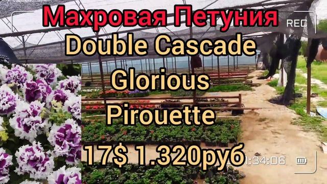 Прайс лист на семена фирмы ПАН АМЕРИКА PanAmerican Seed. СКОЛЬКО СТОЯТ СЕМЕНА ПЕТУНИИ? Шок Вейв 9ру смотреть онлайн