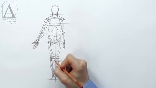 Human Figure Proportions - Anatomy Master Class смотреть онлайн